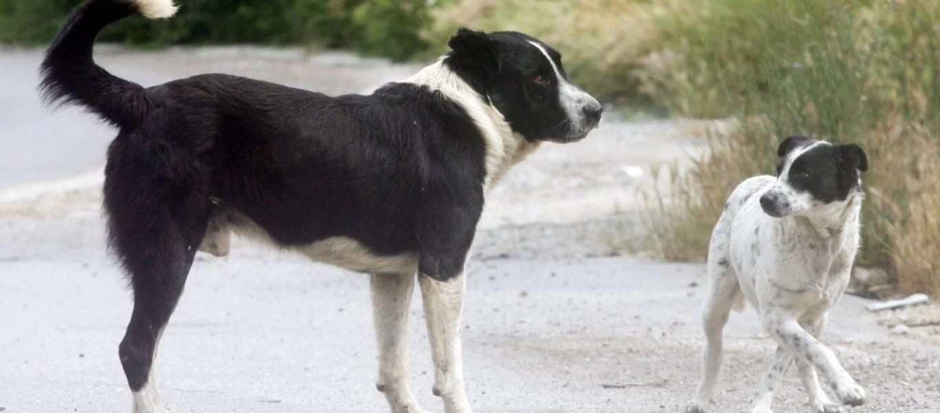 Κρήτη: Απάνθρωπα βασανιστήρια σε σκυλιά - Τους έκοψαν τα νύχια και τα πόδια